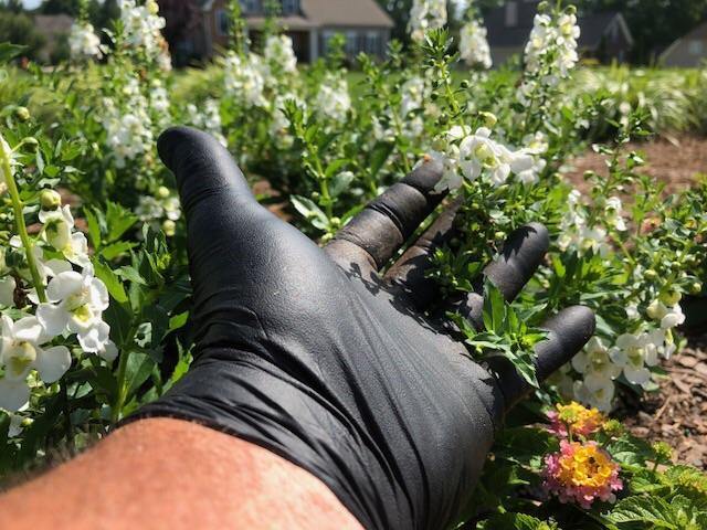 The Black Diesel™ Nitrile Disposable Glove Powder Free - Sizes MD-XXL - GPSFoodService